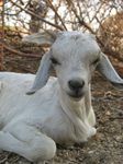 14026 Little goat.jpg